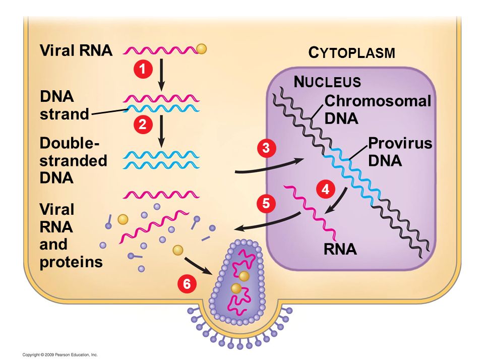 Viral RNA CYTOPLASM NUCLEUS DNA Chromosomal strand DNA Double-