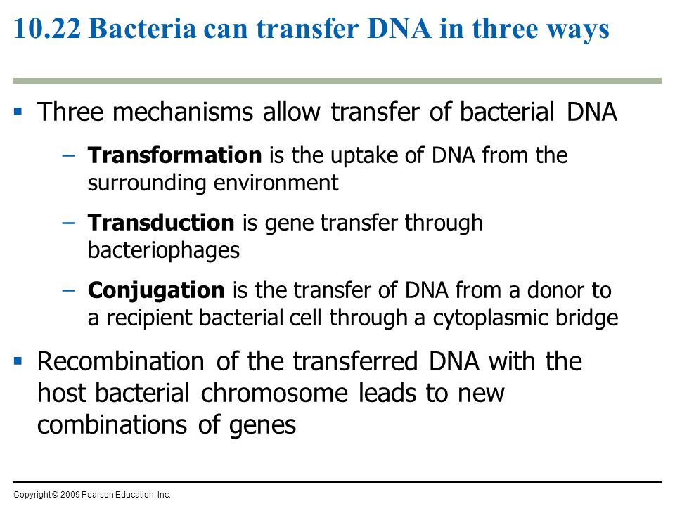 10.22 Bacteria can transfer DNA in three ways