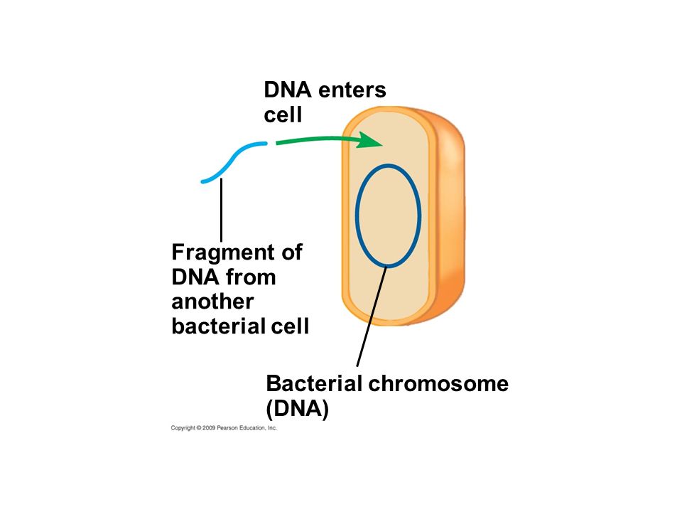 DNA enters cell Fragment of DNA from another bacterial cell