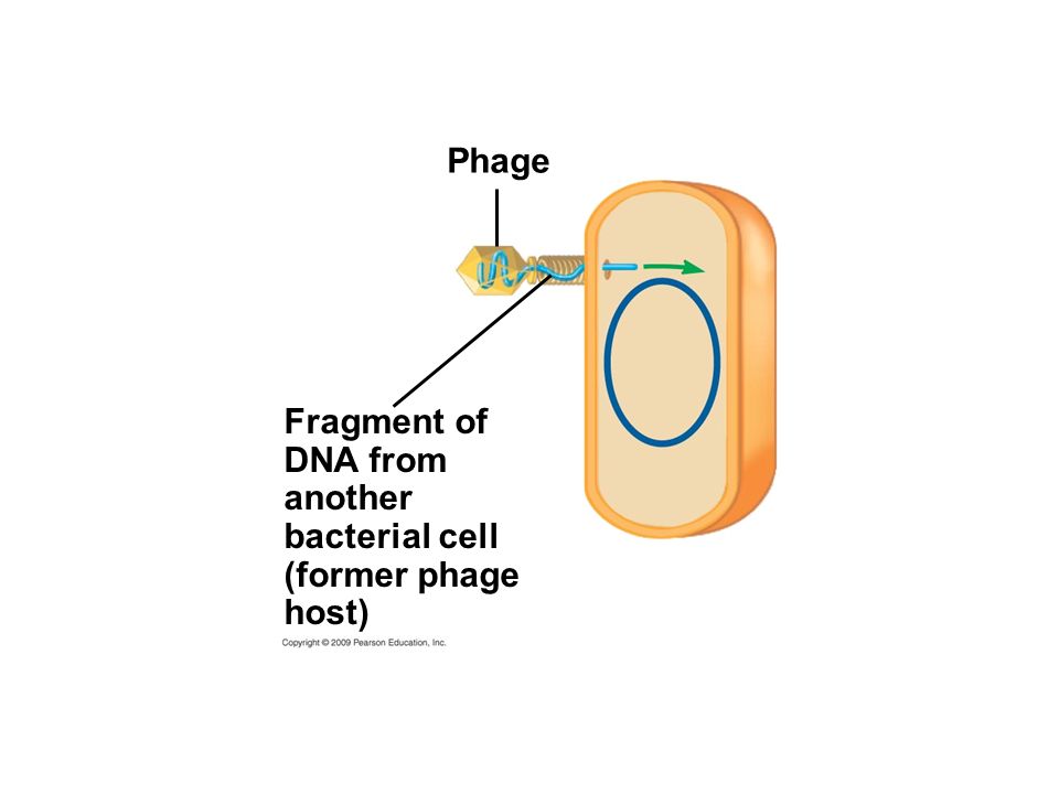Phage Fragment of DNA from another bacterial cell (former phage host)
