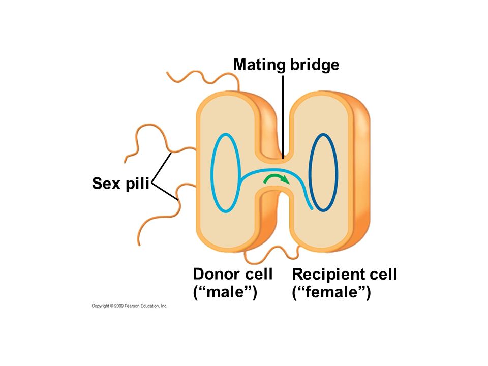 Mating bridge Sex pili Donor cell ( male ) Recipient cell ( female )