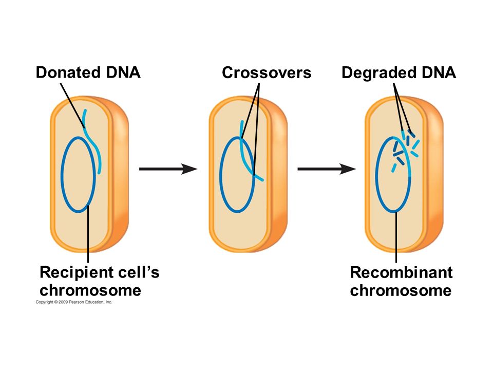 Donated DNA Crossovers Degraded DNA Recipient cell’s chromosome