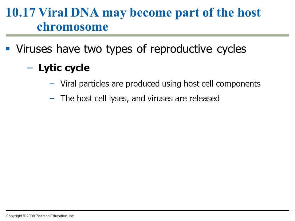 10.17 Viral DNA may become part of the host chromosome