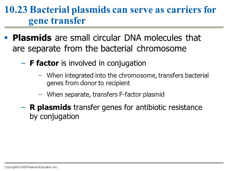 10.23 Bacterial plasmids can serve as carriers for gene transfer