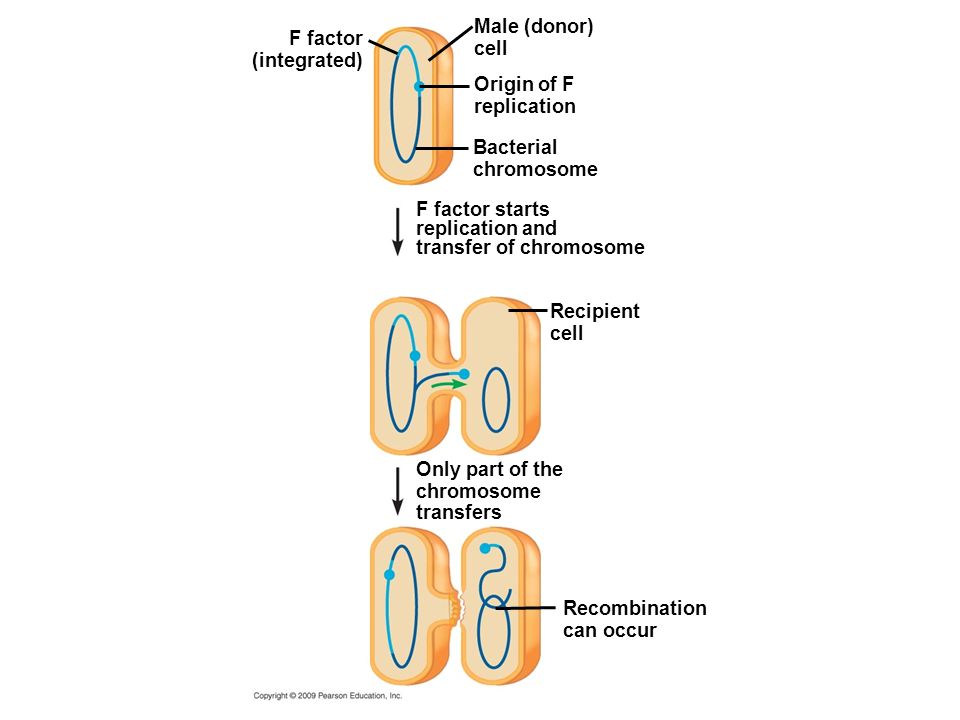 transfer of chromosome