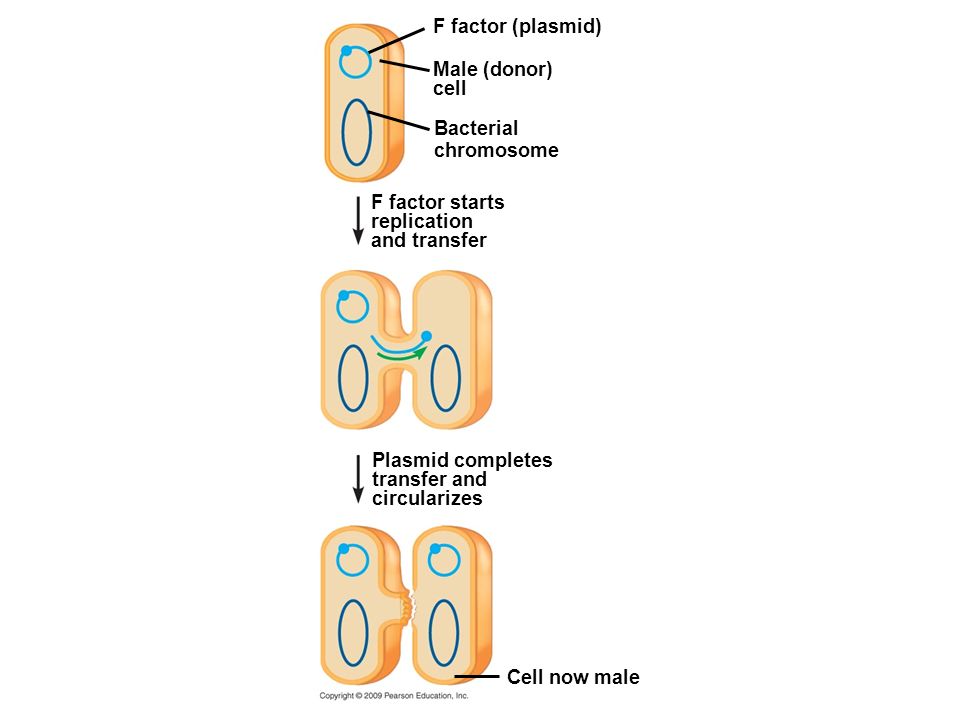 F factor (plasmid) Male (donor) cell Bacterial chromosome