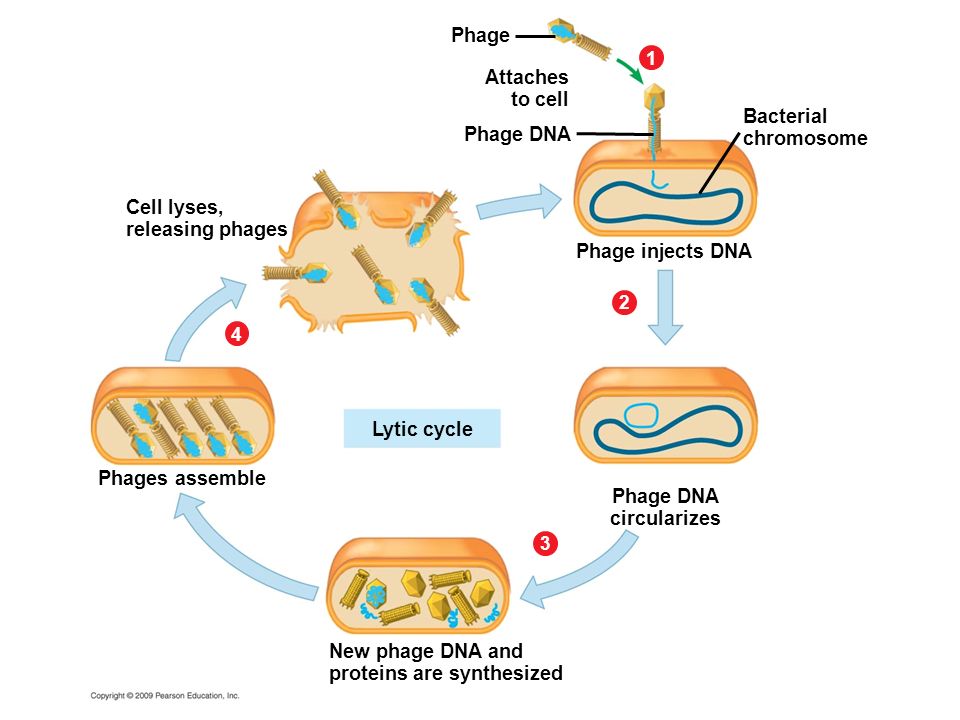 Phage DNA circularizes