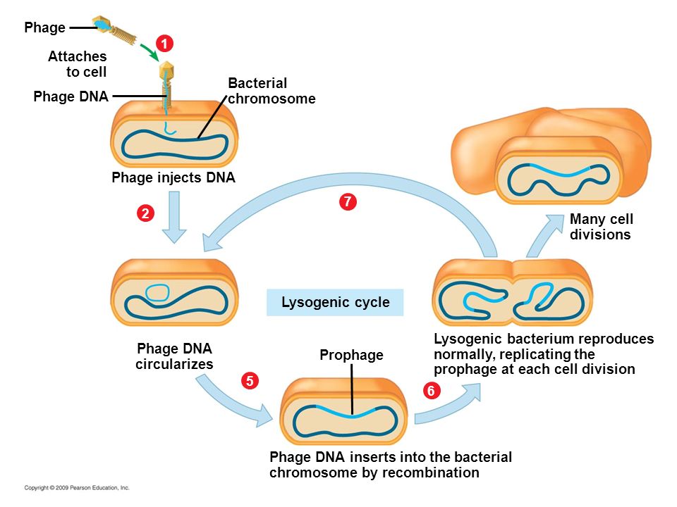 Phage DNA circularizes