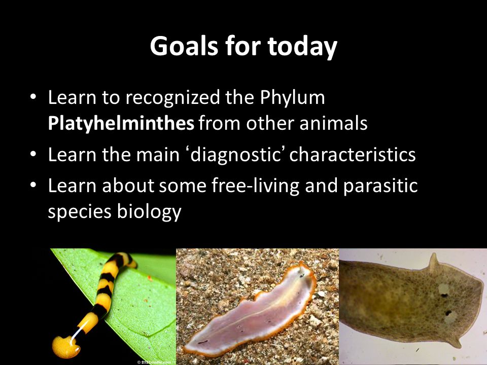 platyhelminthes ppt tutorial