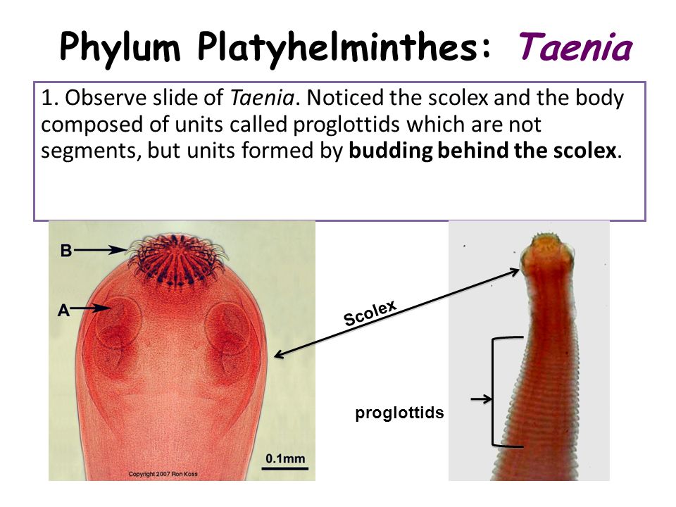 Platolehelminthes scolex és proglottids - Helminthox féreg készítmények