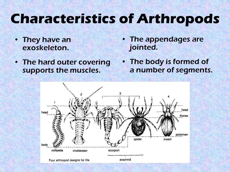 Arthropoda Characteristics Chart