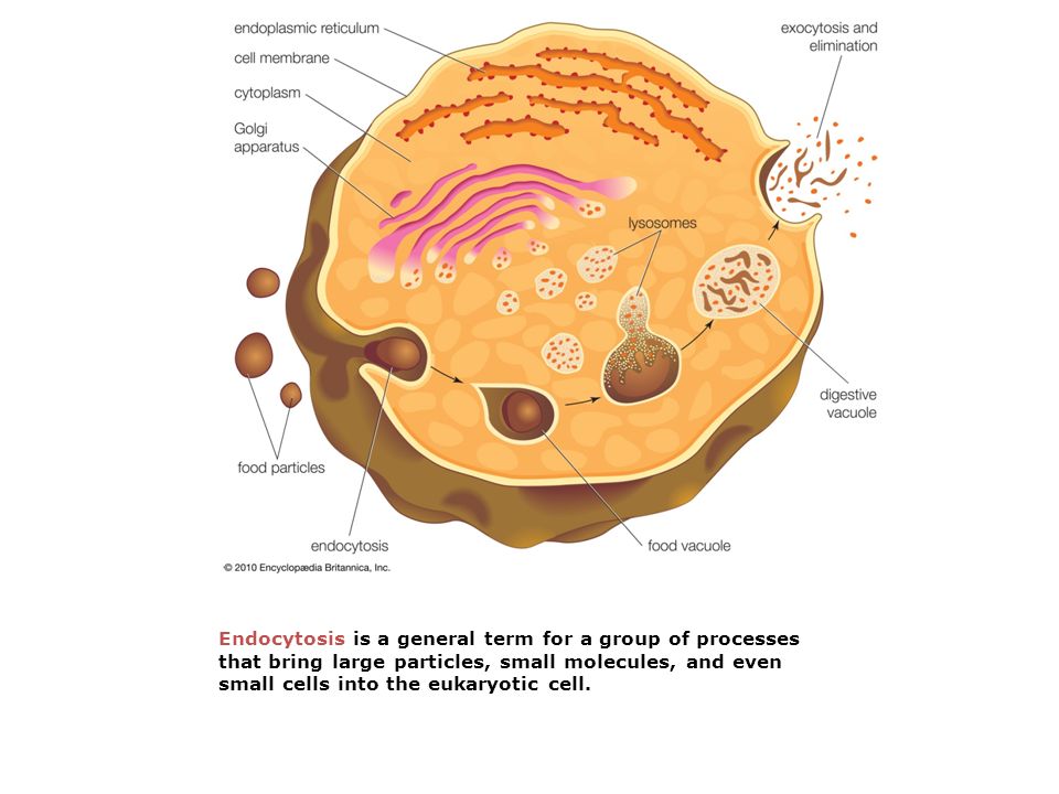 Объект лизосома центриоль процесс внутриклеточное пищеварение. Строение структура лизосомы. Лизосомы строение и функции рисунок. Строение лизосомы клетки. Структура лизосомы клетки.