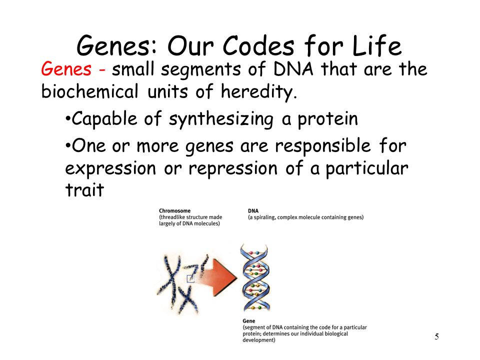 Genes: Our Codes for Life