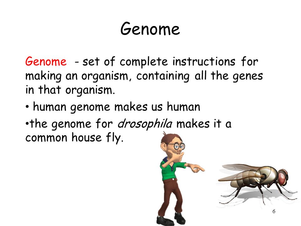 Genome Genome - set of complete instructions for making an organism, containing all the genes in that organism.