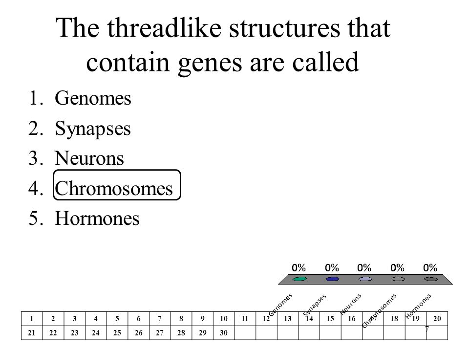 The threadlike structures that contain genes are called