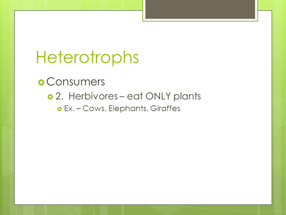 Heterotrophs Consumers 2. Herbivores – eat ONLY plants