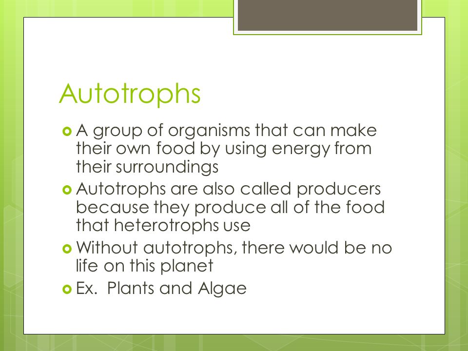 Autotrophs A group of organisms that can make their own food by using energy from their surroundings.