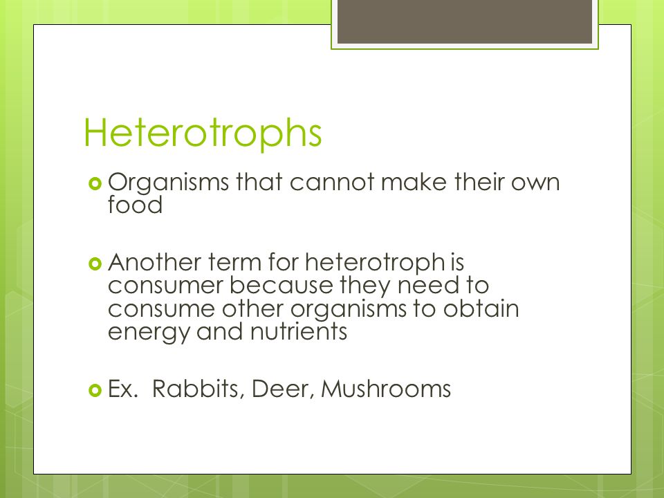 Heterotrophs Organisms that cannot make their own food