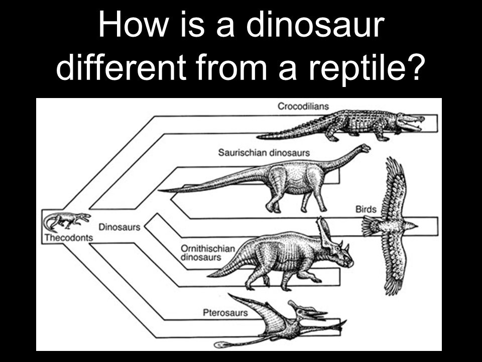 Динозавры развитие. Развитие крокодила схема. Схема эволюции архозавров. Эволюция крокодилов схема. Эволюция динозавров.