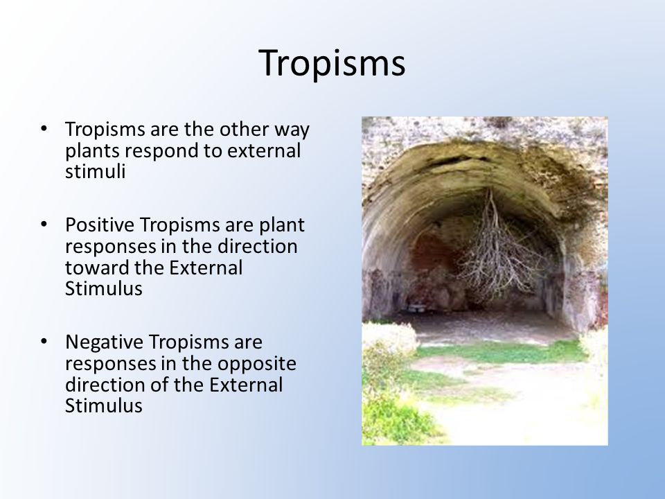 Tropisms Tropisms are the other way plants respond to external stimuli
