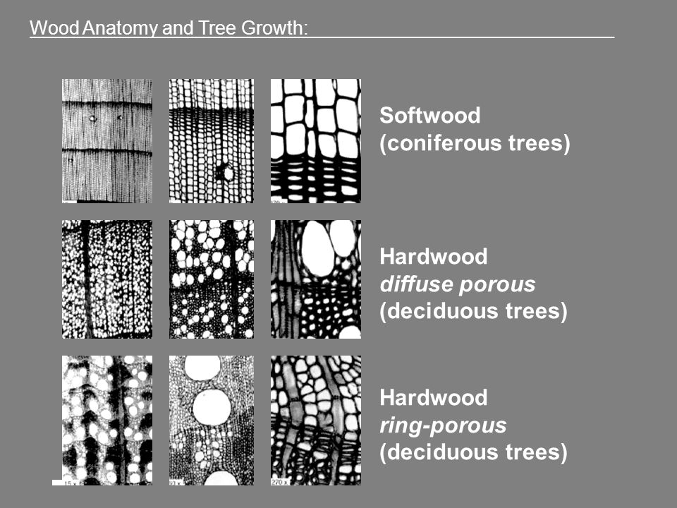 Wood - Strength, Structure, Uses | Britannica
