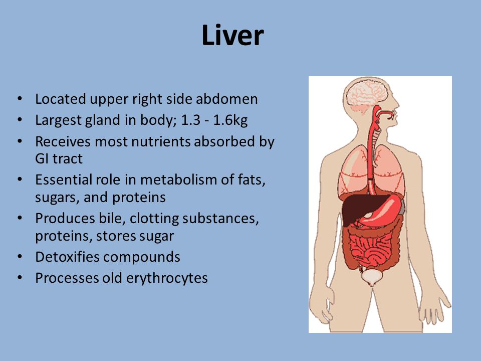 Liver Located upper right side abdomen
