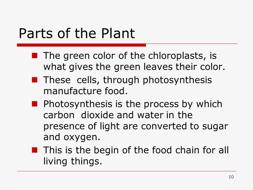 Parts of the Plant The green color of the chloroplasts, is what gives the green leaves their color.
