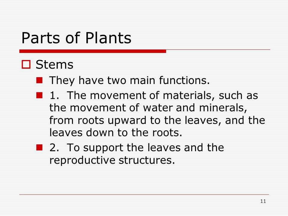 Parts of Plants Stems They have two main functions.