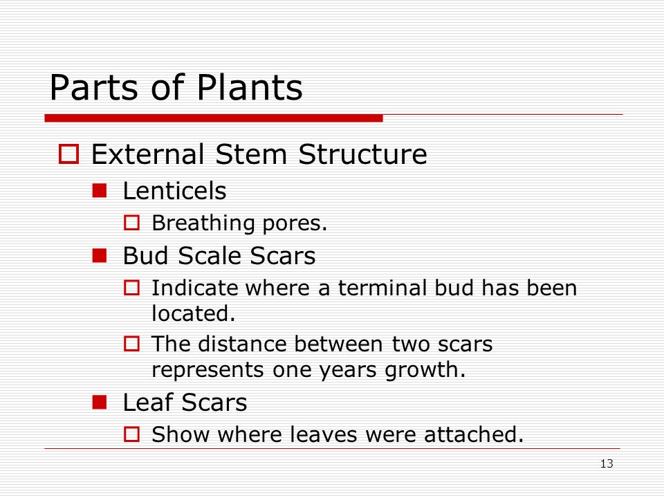 Parts of Plants External Stem Structure Lenticels Bud Scale Scars