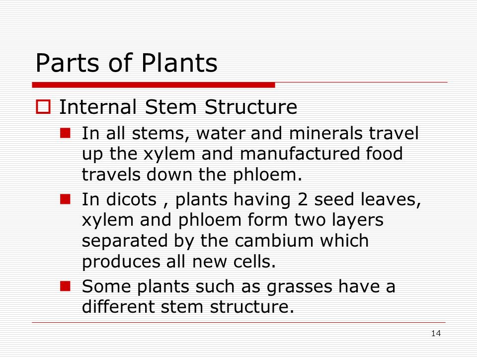 Parts of Plants Internal Stem Structure