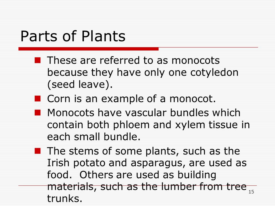 Parts of Plants These are referred to as monocots because they have only one cotyledon (seed leave).