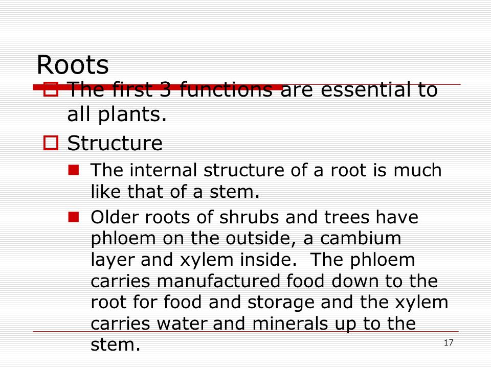 Roots The first 3 functions are essential to all plants. Structure