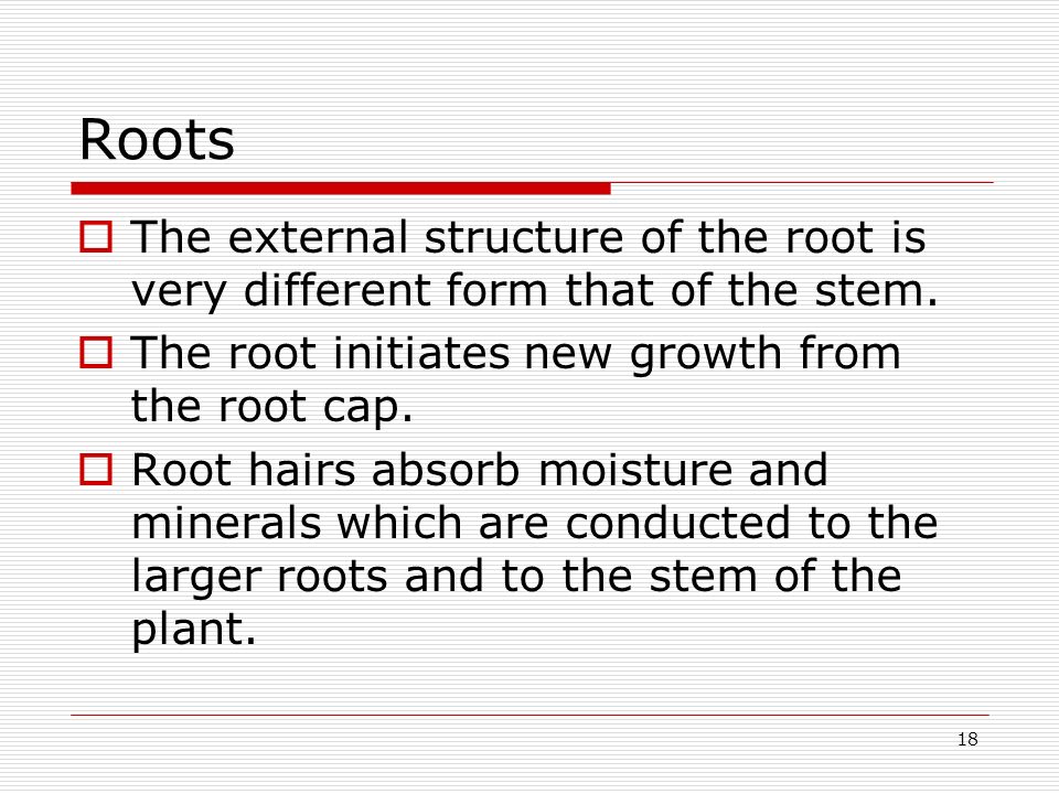 Roots The external structure of the root is very different form that of the stem. The root initiates new growth from the root cap.