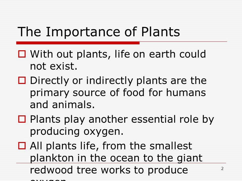 The Importance of Plants