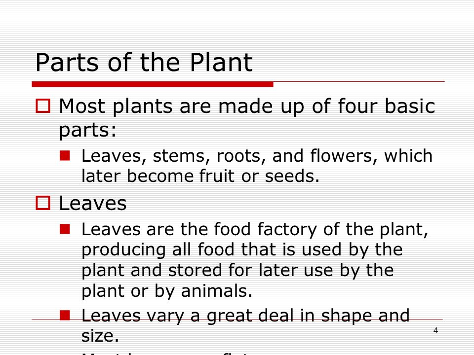 Parts of the Plant Most plants are made up of four basic parts: Leaves
