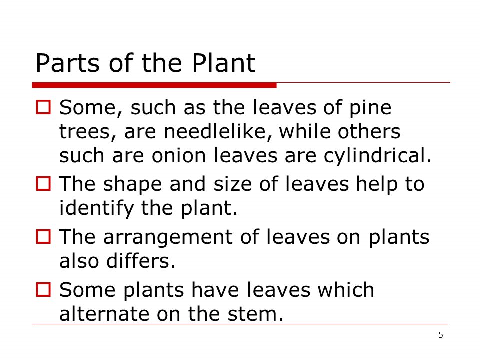 Parts of the Plant Some, such as the leaves of pine trees, are needlelike, while others such are onion leaves are cylindrical.