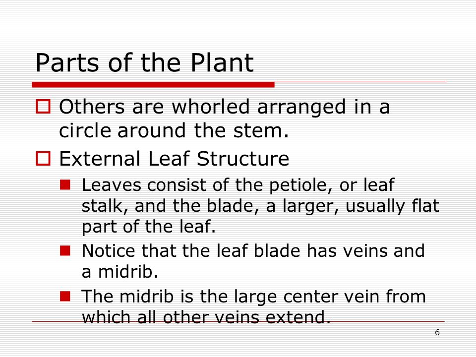 Parts of the Plant Others are whorled arranged in a circle around the stem. External Leaf Structure.