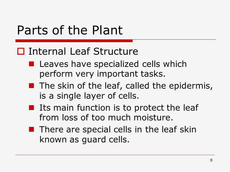 Parts of the Plant Internal Leaf Structure