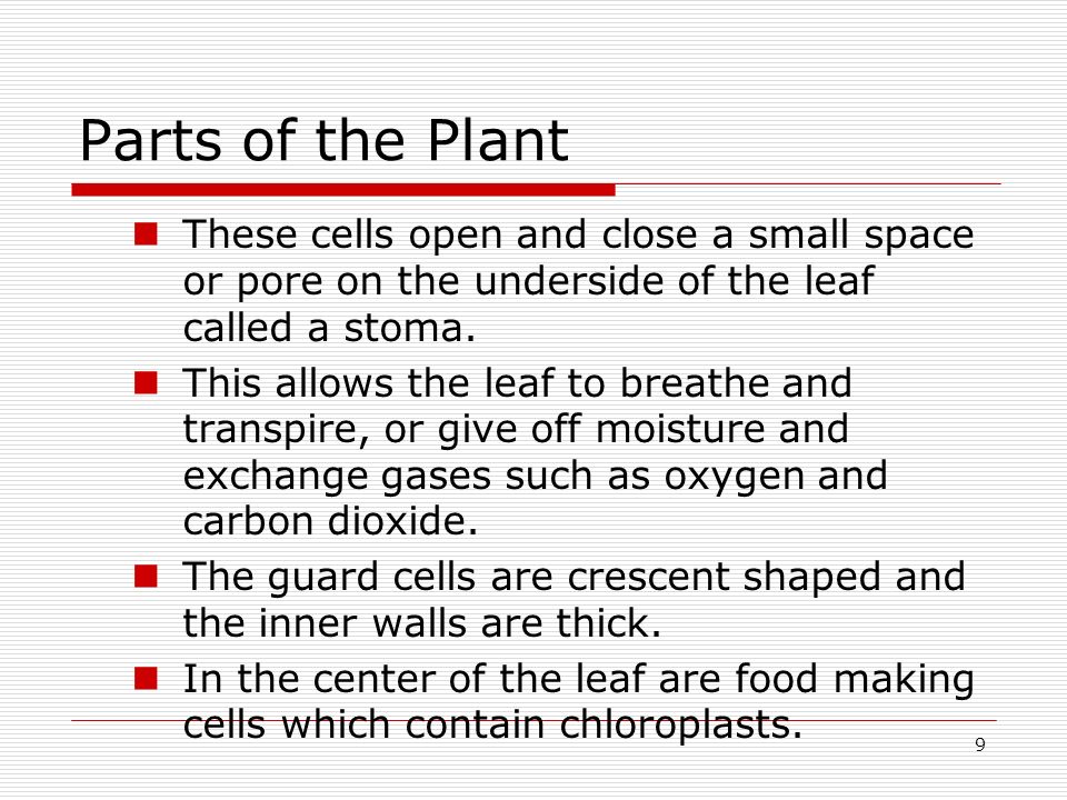 Parts of the Plant These cells open and close a small space or pore on the underside of the leaf called a stoma.