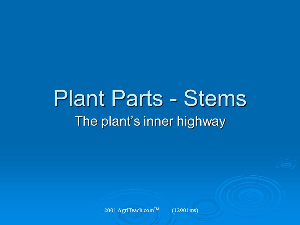 The plant’s inner highway