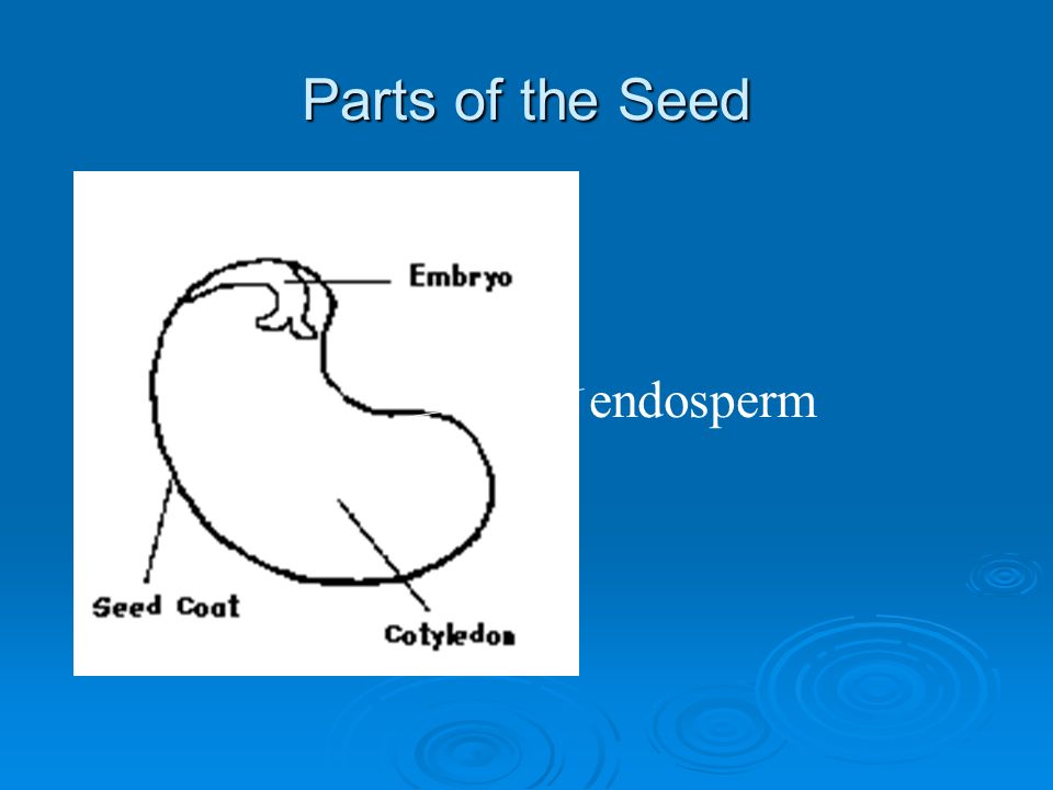 Parts of the Seed endosperm