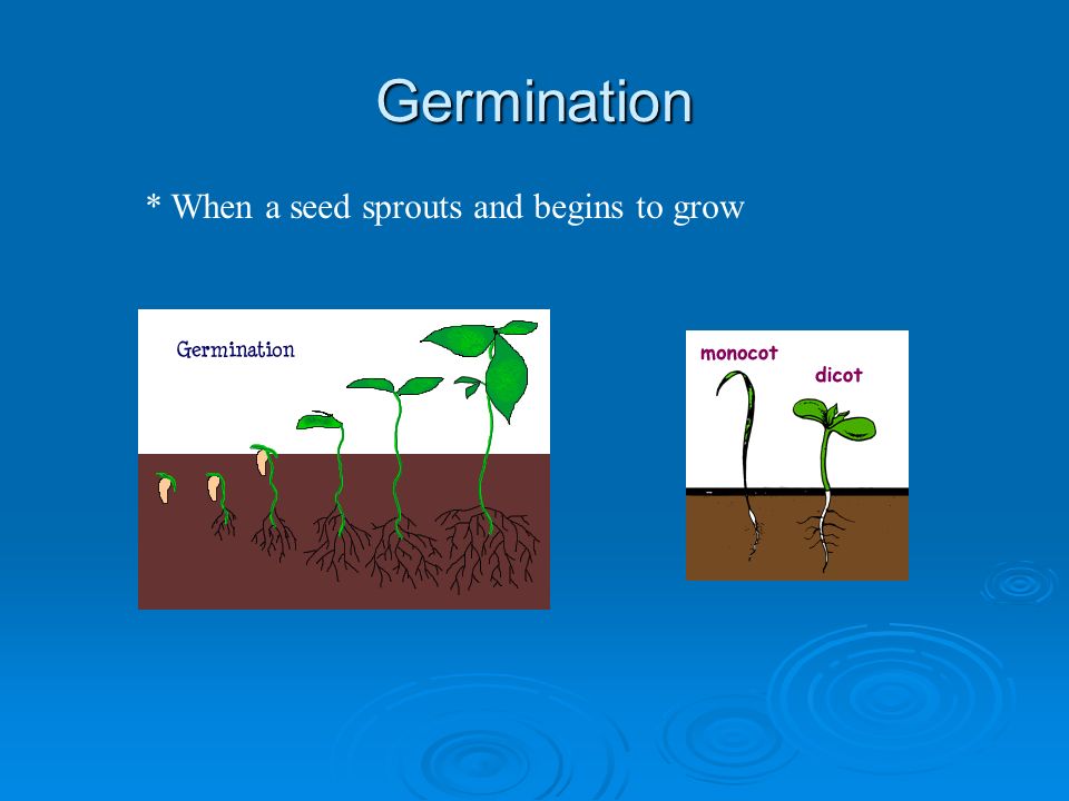 Germination * When a seed sprouts and begins to grow