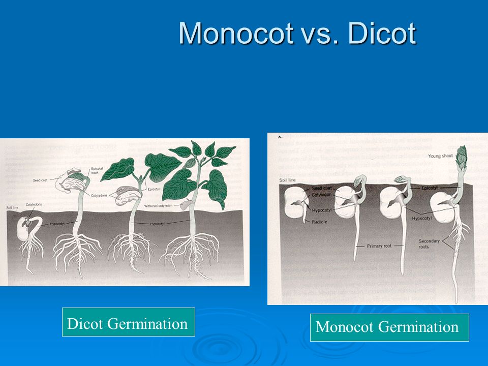Monocot vs. Dicot Dicot Germination Monocot Germination