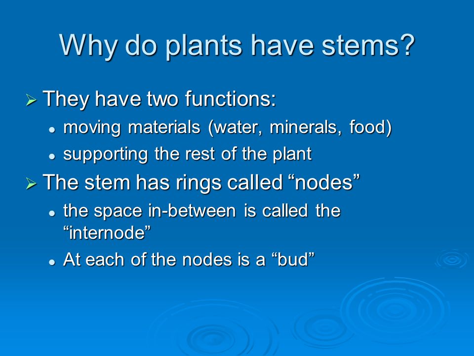 Why do plants have stems
