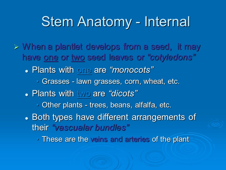 Stem Anatomy - Internal