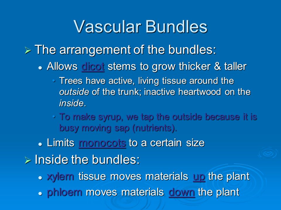 Vascular Bundles The arrangement of the bundles: Inside the bundles: