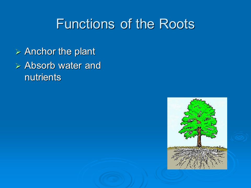 Functions of the Roots Anchor the plant Absorb water and nutrients