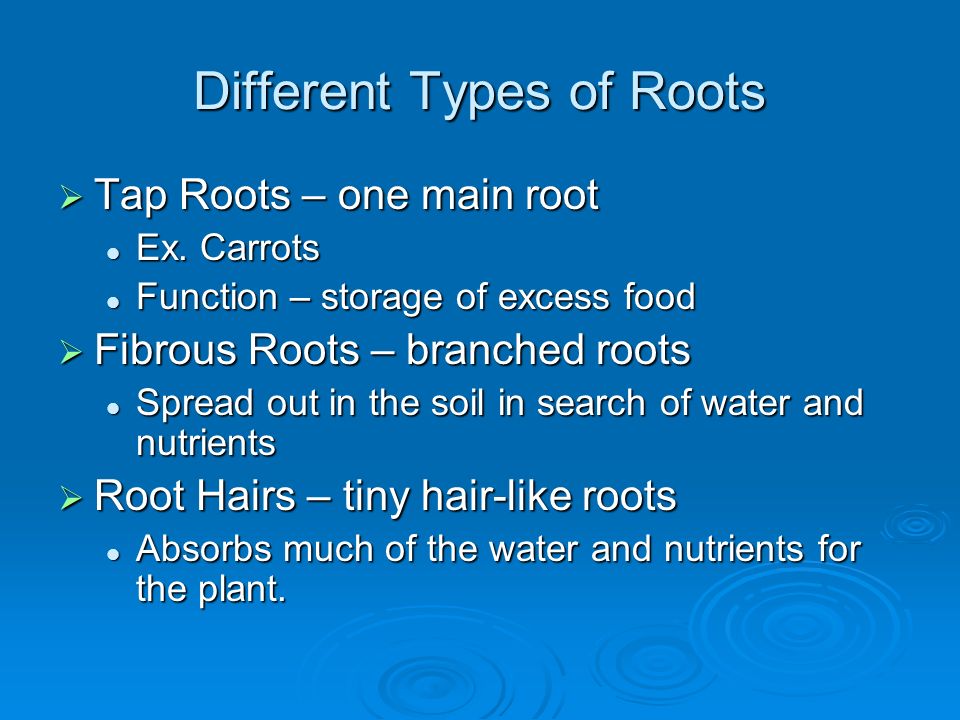 Different Types of Roots