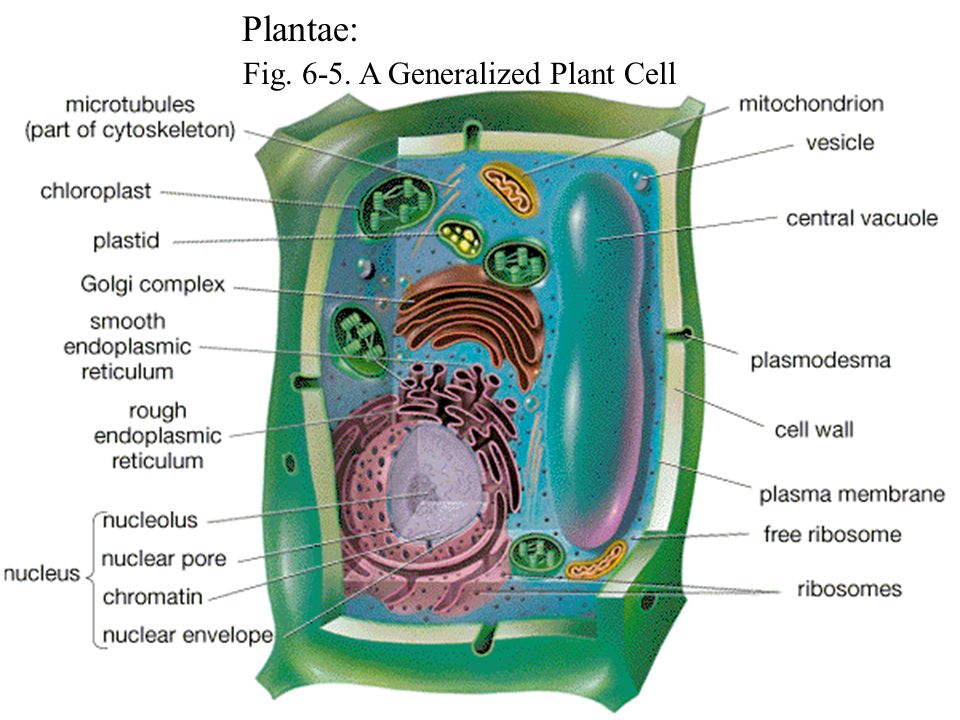 В клетках растений днем происходит. Plant Cell Pore. Channels in mitochondria Plant.