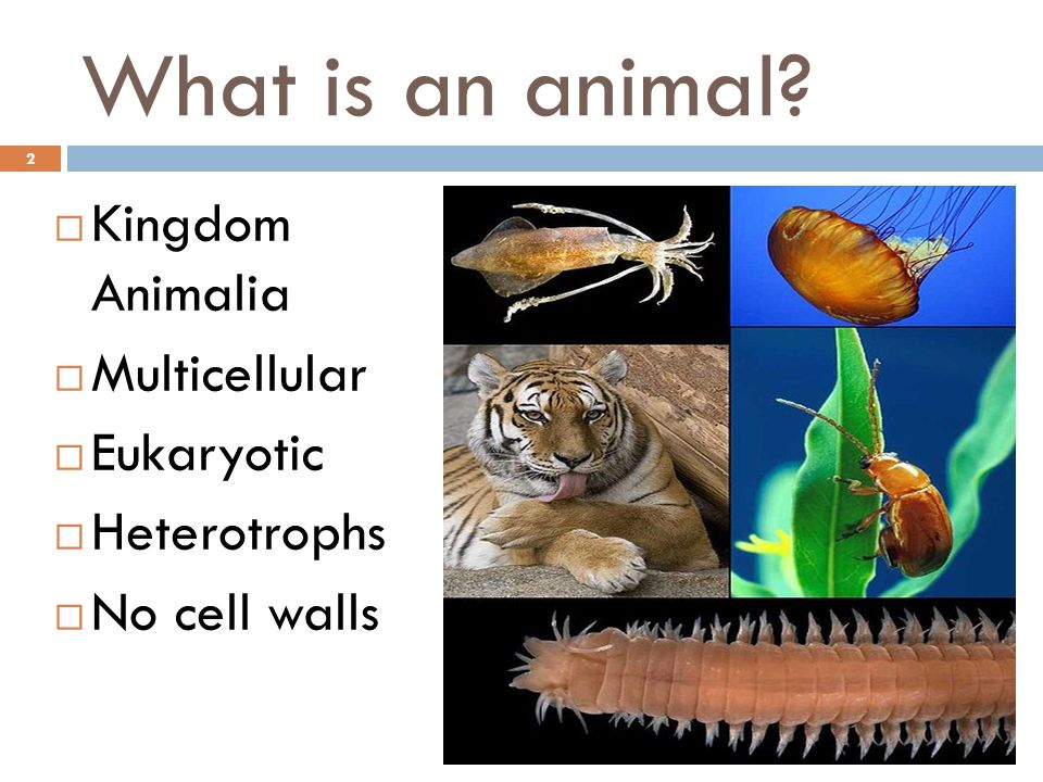The Animal kingdom A Summary of Chapters ppt video online download